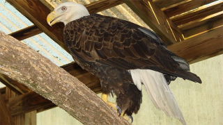 This Bald Eagle Found Freedom on July 4th